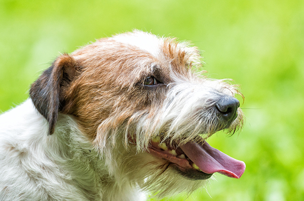 Recognizing the Warning Signs of Overheating in Dogs: Essential Guide for Pet Owners